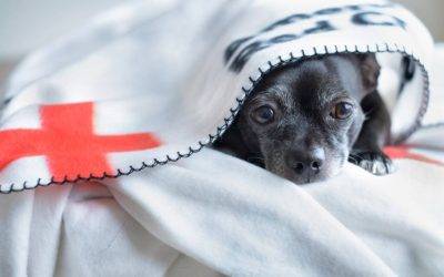 Hurricane safety for your pets