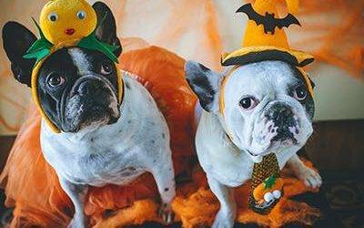 Providing a not so scary Halloween for your dog